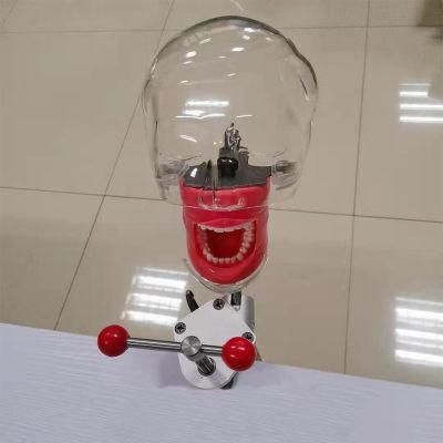 Dental Simulator Phantom Head for Dentist Student Teeth Study Model