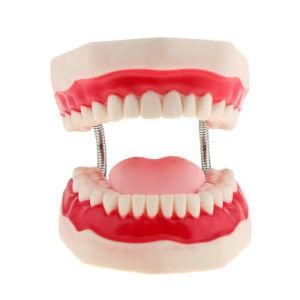 Teaching Resources Dentist Used/Demonstration Model of Tooth Decay and Caries Development Decayed Teeth Anatomical Model