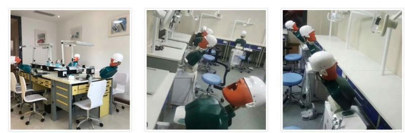 Dental Training Mannequins Dental Simulation Unit Phantom Head for Dental Student Practice Simulation