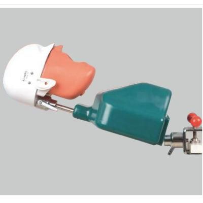 Study Model Teaching and Training Dental Phantom Head Simulator