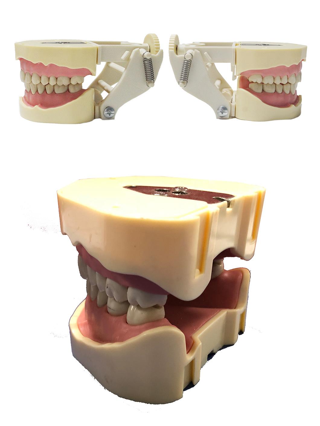 Dental Teaching Model Dental Phantom Head Manikin Simulator