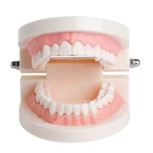 Dental Teaching Model Tooth Model Tooth Model