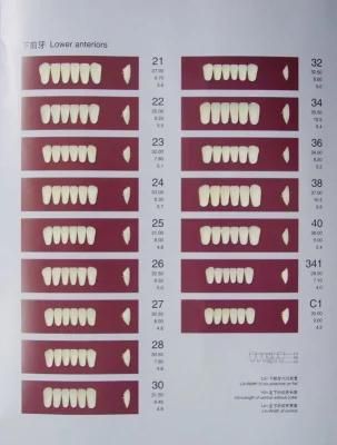 Artificial Teeth for Dental Use