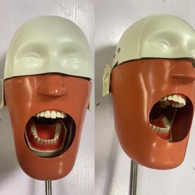 Dental Education and Study Senior Manikins Phantom Head Simulator