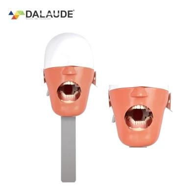 Dalaude Manufacture Dental Manikin Training Head Model Fixed on Dental Chair Sets