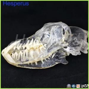 Dogteeth Jaw Model Veterinary Teaching Professional Model