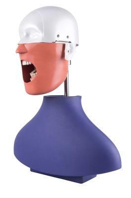 Dentist Study Equipment Surgical Manikin Standard Artificial Model for Students
