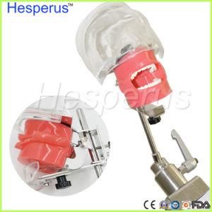 Dental Stainless Steel Simple Head Teeth Model Hesperus Dentist Model