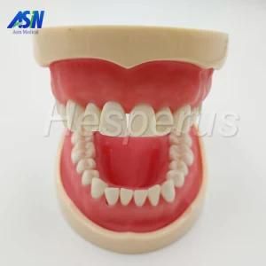 Dental Teeth Teaching Model Soft Gingiva 200h Type Removable for Dentist Student