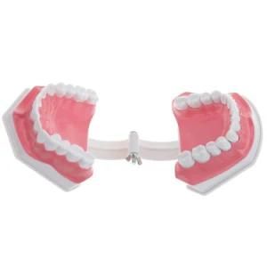 Some Can Be Temovable Orthodontic Dental Teeth Teachering Model or Pathological Dental Model