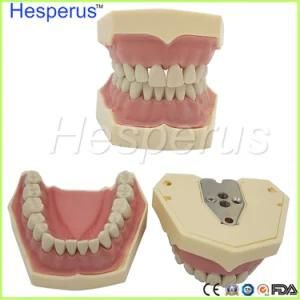 Dental Soft Gum Removable 28PCS Teeth Model Hesperus Compatible Nissin 200