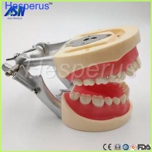 Standard Dental Model with 28 /32 Teeth Dental Study Teeth Model Nissin Compatible