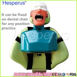 High Quality Senior Manikins Model with Torso It Can Be Fixed on The Dental Chair for Any Position Practice