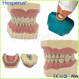 Dental Soft Gum Teeth Model with Tougne Typodont W/ 32 Removable Teeth Nissin 200 Compatible