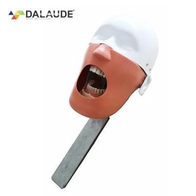Dental Phantom Head Model Dalaude Dental Manikins