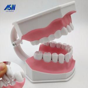 Dental Model Nursery Children&prime;s Toys Brushing Teeth Dental Structure Demo Hesperus