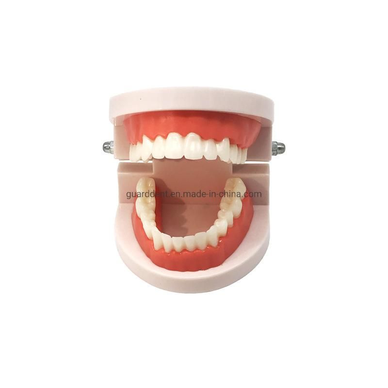 Denture Teeth Model Denture Falseteeth Acrylic Model for Teaching Use