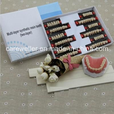 Two Layer Synthetic Resin Teeth