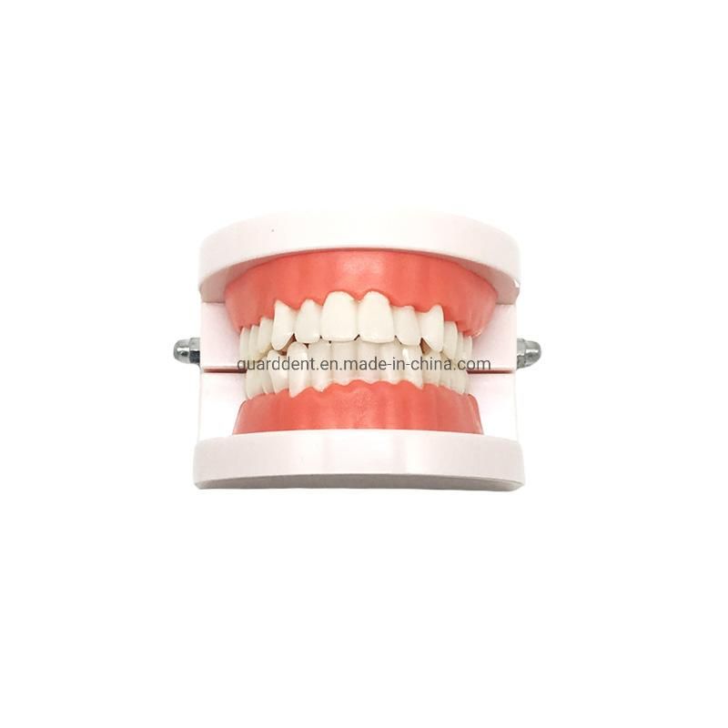 Falseteeth Acrylic Model Dental Denture Teeth Models for Implant Denture