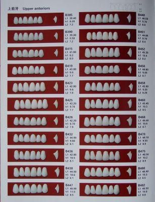 Dental Multi Layer Denture Synthetic Acrylic Artificial Resin Teeth