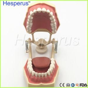 Dental Soft Gum Teeth Model with Tougne Resin Teeth Removable Teeth Nissin 200 Hesperuscompatible