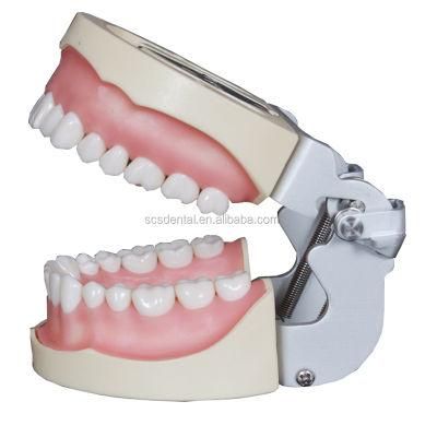 Dental Practical False Detachable 28/32 Teeth Model for Studying
