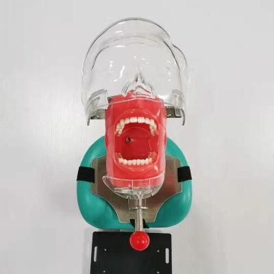 Simple Medical Dental School Phantom Simulator Head