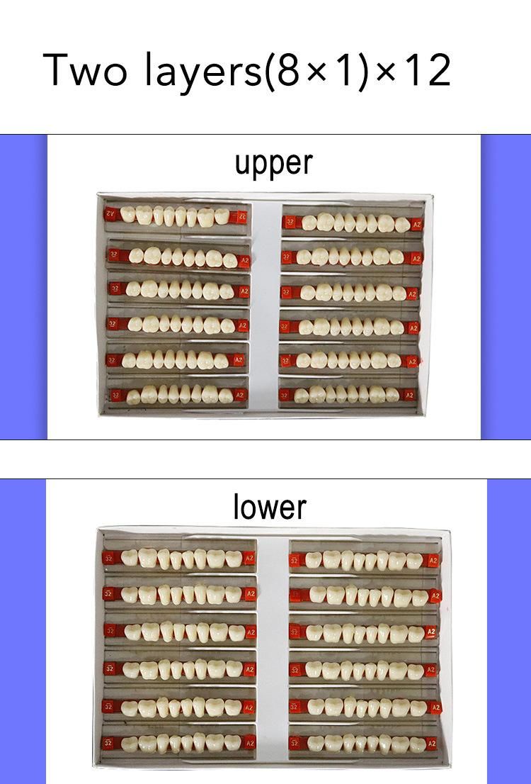 Two Layers Synthetic Artificial Resin Teeth for Sale