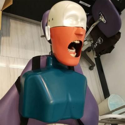 Dental Instrument Practice Simulated Teaching Model Phantom Head