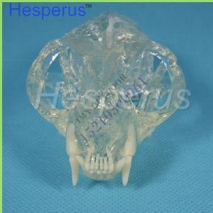 Hot Sale Cat Teeth Jaw Model Veterinary Teaching Cat Teeth Transparent Professional Model