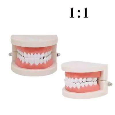 Dental Study Helpful Soft Gums for 28 Teeth Model for Preparation