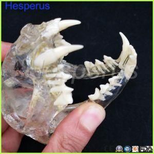 Cat Teeth Jaw Model Veterinary Teaching