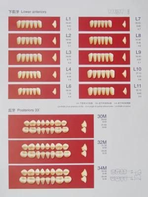 Two-Layer Synthetic Resin Teeth