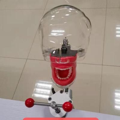 Dental Simulator Phantom Head for Medical Education Use
