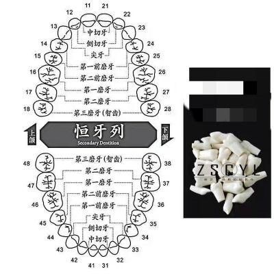 Dental Teeth Mode 28/32 Tooth Replacement Teeth