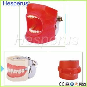 Oral Simulation Practice System Dental Phantom Head Teeth Model for Dental School