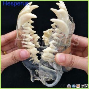 Dog Teeth Jaw Model Veterinary Teaching