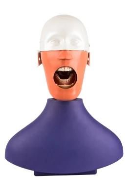 Dalaude Dental Simulator Manikins Phantom Head with Typodont
