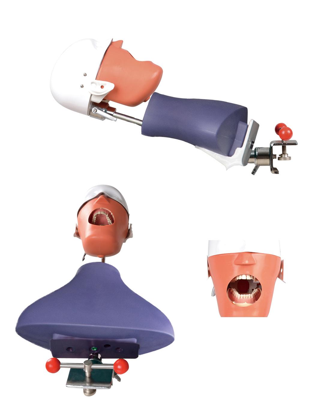 Dental Teaching Model Dental Phantom Head Manikin Simulator