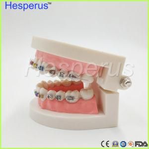 Dental 1/2 Standard Dentition with Half Metal Brackets Half Ceramic Bracket Teeth Model