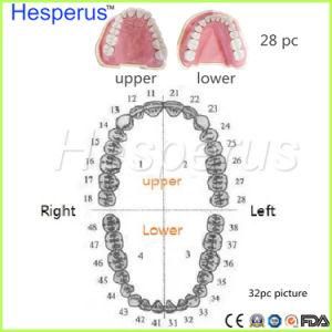 Dental Spare Resin Teeth Model for Replace Teeth Student Practice Nissin with Screw Hesperus