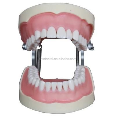 Dental Training Teaching Study Practice Dentist Care Detachable 28/32 Teeth Model