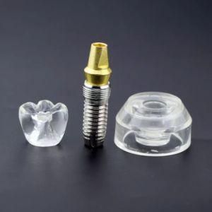 Dental Study Model Plastic Periodontal Teeth Human Medical Decay Anatomy Teeth Teeth Model