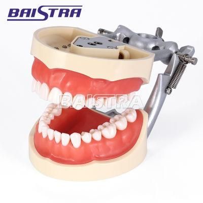 Dental Supply Orthodontic Standard Teeth Model for Medical Use