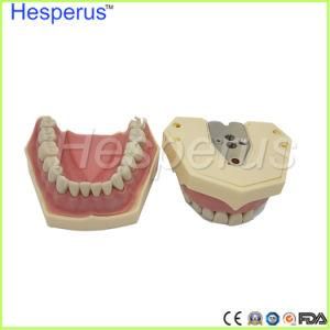 Dental Soft Gum Removable 28/32PCS Resin Teeth Model Nissin 200 Compatible