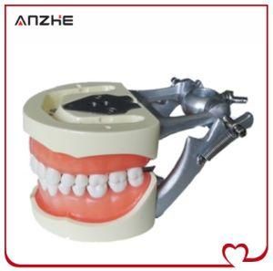Dental Teeth and Jaw Model with Screw 28 Teeth/32 Teeth