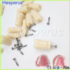 Resin Teeth Model Replace Teeth 28 PCS Spare Teeth Teaching Practice Model Compatible Nissin