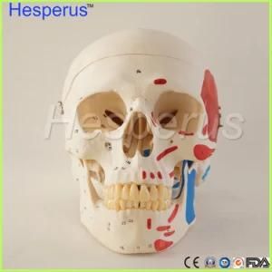 Life Size Human Anatomy Skull Brain Skeleton Anatomical Dental Dentist Lab Anatomia Model Skin in Trauma for Bag Refrig Hesperus