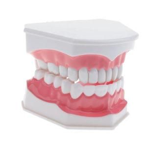Temovable Orthodontic Dental Teeth Teachering Model or Pathological Dental Model