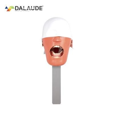 Phantom Head Model Used in Dental Education with Holder